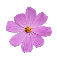 Cosmos flower Isolated on transparent background - PNG format.