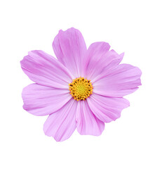 Cosmos flower Isolated on transparent background - PNG format.