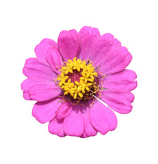 Zinnia flower isolated on transparent background - PNG format.