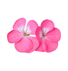 Flower of Geranium isolated on transparent background - PNG format. - obrazy, fototapety, plakaty