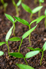 close-up of young plant nursery, green chili pepper plants, soft-focus background, home gardening concept