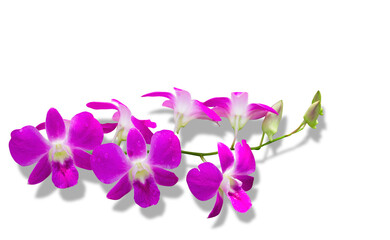 Pink orchid flowers on white background.