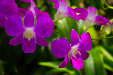 Pink orchid flowers on green nature background.