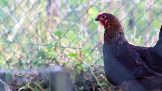 Organic chicken farm with fenced chicken hens in domestic farming with roosters and broilers that peck outdoors with freedom and free range farmyard for better animal husbandary and hapy chicken meat