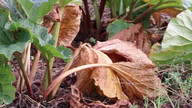 Dry rhubarb field with brown rhubarb leaves on dry farmland shows global warming and extreme heat period causes crop shortage and withered vegetables no rainfall and water shortage climatic change
