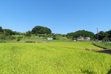 Autumn in a Japanese farming village, a landscape of rice fields with abundant rice crops.