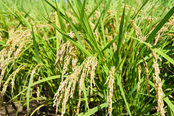 Autumn, well-grown rice before harvest.
