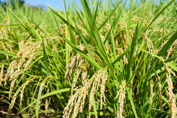 Autumn, well-grown rice before harvest.