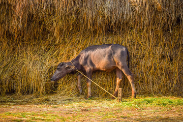 Indian village cattle calf. Buffalo calf near grass.