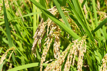 Autumn, well-grown rice before harvest.