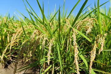 Fototapeta premium Autumn, well-grown rice before harvest.
