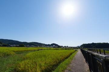 Fototapeta na wymiar A sunny Japanese autumn, fields full of rice, and a straight road.