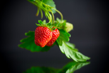Ripe juicy red strawberry on black background