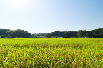 Autumn in a Japanese farming village, a landscape of rice fields with abundant rice crops.