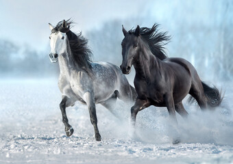 Fototapeta na wymiar black and white horse