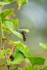 Caterpillar eating leaves in nature. Butterfly larva.