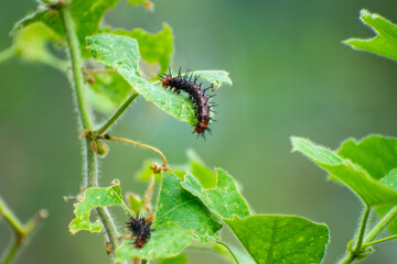 Caterpillar eating leaves in nature. Butterfly larva.