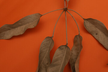 dry leaves on a orange background. dried leaf close up.