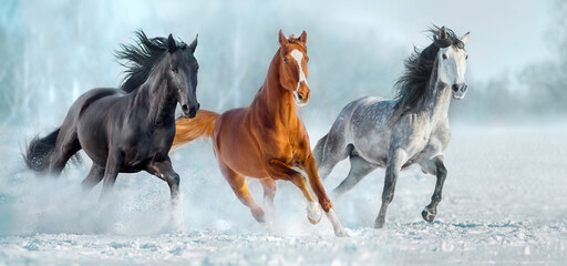 Fototapeta na wymiar Three horse run gallop in snow