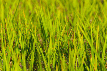 Autumn, well-grown rice before harvest.