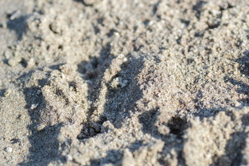View of the Danube River. Beach sand.