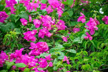 Beautiful flower and the leaves. Calm nature background.