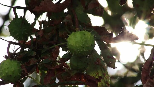 Green thorny chestnuts ripening in the warm autumn sun with nice backlight showing the shiny green leafs of the horse chestnut nearly ready to be used for handicraft work with children in the evening
