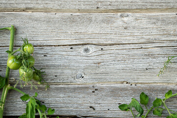 tomatos on a wooden background
