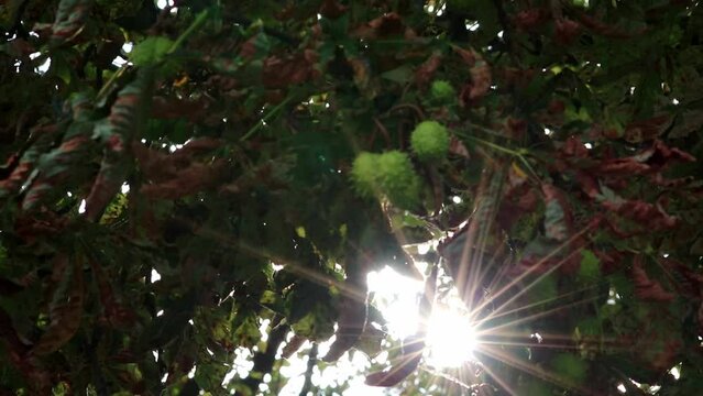 Green thorny chestnuts ripening in the warm autumn sun with nice backlight showing the shiny green leafs of the horse chestnut nearly ready to be used for handicraft work with children in the evening