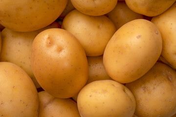 A group of fresh tasty potato as  background.