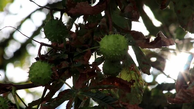 Green thorny chestnuts ripening in the warm autumn sun with nice backlight showing the shiny green leafs of the horse chestnut nearly ready to be used for handicraft work with children in the evening