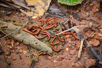 The Millipedes Group in the moist place. Baby millipedes.
