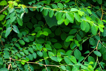 Green leaves of a tree. Beautiful nature background.