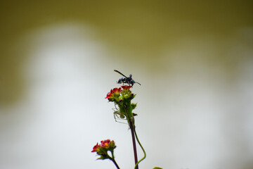 Honey bee hovering around flowers for nectar. Insect and the flower. Nature background.