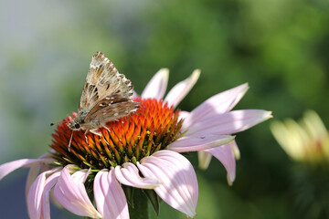 Insekten im Garten - Nahaufnahme eines kleinen Kolibrifalters auf  der Naturheilpflanze roter Sonnenhut