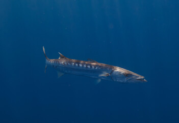 Barracuda