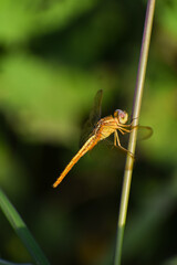 Dragonfly resting on a wire with nature background. Insect. 
