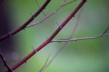 Beautiful nature plant branches with thorns. Nature background.