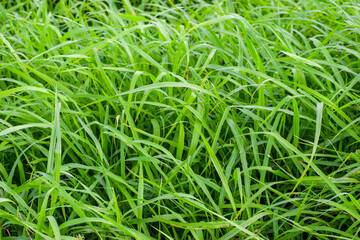 Beautiful green grass background. Seamless natural leaves.