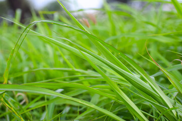 Fototapeta na wymiar Beautiful green grass background. Seamless natural leaves.