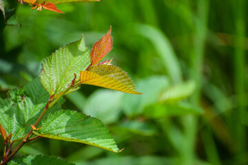 Rubus allegheniensis, Allegheny blackberry plant leaves. Nature background.