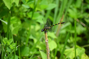 Golden ringed dragonfly perching. Beautiful insect. Jumbo dragonfly.