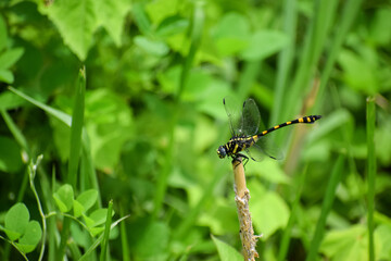 Golden ringed dragonfly perching. Beautiful insect. Jumbo dragonfly.