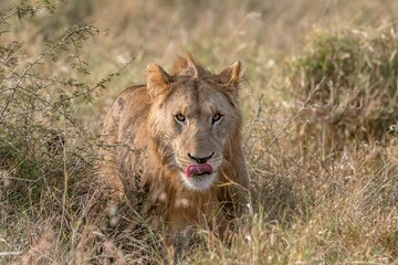 Naklejka premium creative