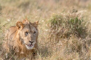 Naklejka premium creative