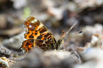 Vanessa cardui butterfly macro on the ground