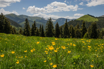 Roumania Mountain Flowers