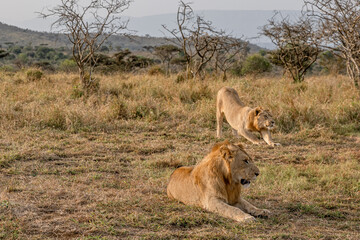 Naklejka premium creative