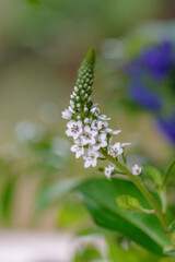 東京赤坂にある氷川神社の手水舎に飾られた生け花