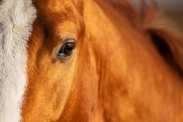 Horse eye. Don breed horse.